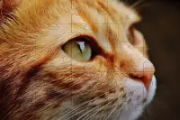 बिल्लियों आरा पहेलियाँ 🧩🐱🧩🐈🧩 Screen Shot 7