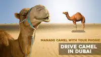 Fahren Sie Kamel in Dubai Screen Shot 2