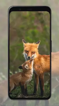 Fox Wallpapers Screen Shot 5