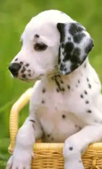 Dalmatian Dogs Jigsaw Puzzles Screen Shot 0