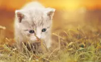 القطط - بانوراما الألغاز Screen Shot 1