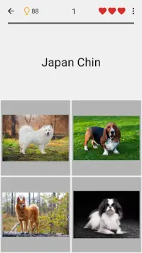 Hunde - Foto-Quiz über alle beliebten Hunderassen Screen Shot 3