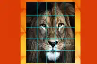 Lion and Big Cats-Puzzle Slide Screen Shot 6