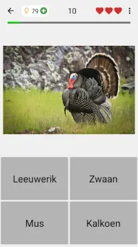 Dieren - Zoogdieren en vogels Screen Shot 3