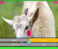 Swan et Neo :Animaux Quiz - deviner et apprendre 8 Screen Shot 2