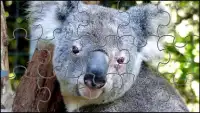 Koala Câu Đố Ghép Hình Con Gấu Screen Shot 7