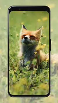 Fox Wallpapers Screen Shot 7