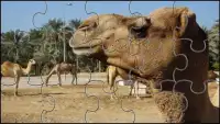 Camel Jigsaw Puzzles Game Screen Shot 4