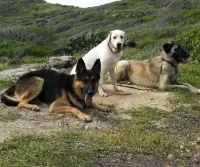 Anatolian Shepherd Puzzle Screen Shot 3