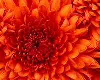 Chrysanthemum Flowers Puzzle Screen Shot 4