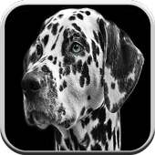 Dog games for kids free 🐶: puppy game boys & girl