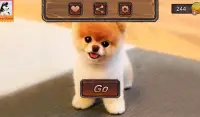 Pomeranian Dog Simulator Screen Shot 8