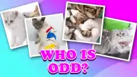 4 pictures 1 odd:cat & kitten, find the difference Screen Shot 5