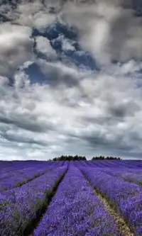 Lavender Bunga Jigsaw Puzzle Screen Shot 1