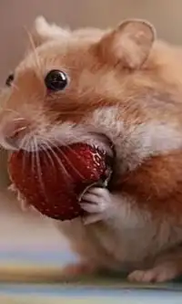 Funny Hamsters Cute New Jigsaw Puzzles Screen Shot 1