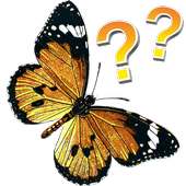 Butterflies - quiz