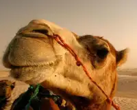 Camel quebra-cabeças Screen Shot 4