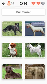 Razze di cani - Quiz su tutti i cani del mondo Screen Shot 2