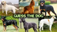 Dog quiz game Screen Shot 3