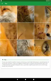 Animaux Sauvages Puzzle Screen Shot 15