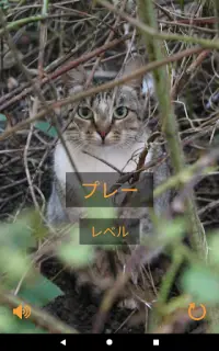 猫を見つける Screen Shot 13