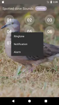 Spotted dove sounds Screen Shot 2
