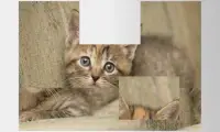 Photo Collage - Kuting Cat Screen Shot 0