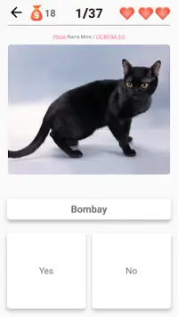 Cat Breeds Quiz - Game about C Screen Shot 5