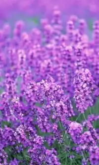 Lavender Bunga Jigsaw Puzzle Screen Shot 2