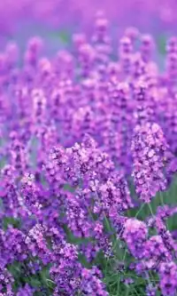 Flores de lavanda puzzles Screen Shot 2