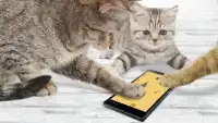 Giochi per gatto Mouse Screen Shot 0