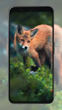 Fox Wallpapers Screen Shot 6