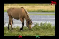 meu primeiro jogo com cavalos Screen Shot 2