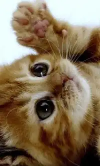 Teka-teki Jigsaw Cute Cat Photo Screen Shot 0