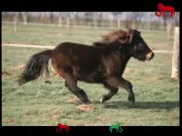 pony pertama saya Screen Shot 9