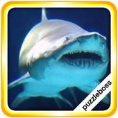 Jigsaw Puzzles: Sharks