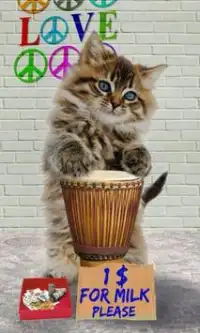 Funny cats Dancing and playing Screen Shot 1