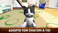 Daily Kitten : chat virtuel Screen Shot 2
