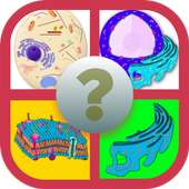 Anatomy Online Quiz: Cell and Organelles