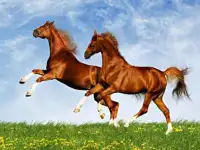 Horse Jigsaw Screen Shot 2