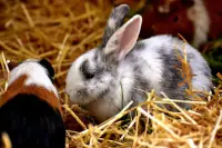 Beautiful and cute bunny puzzle - free Screen Shot 23