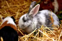 Puzzle de lapin beau et mignon - gratuit Screen Shot 23