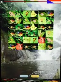 Coqui Frog Match Game Screen Shot 3
