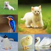 Animals & Birds Quiz