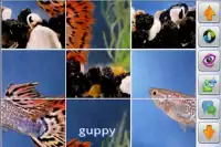 Fish Jigsaw Puzzles Screen Shot 1