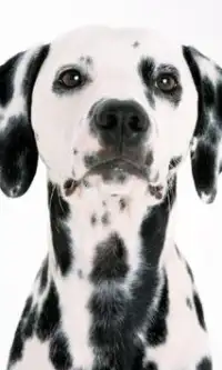 Dalmatian Dogs Jigsaw Puzzles Screen Shot 2