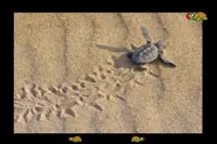 moja pierwsza gra z żółwiami Screen Shot 1