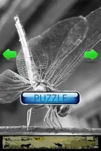 Insect Puzzle Screen Shot 3