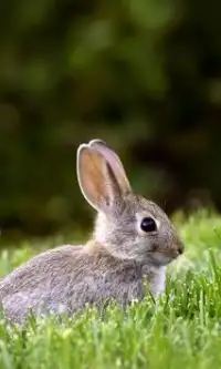 Лучшие Кролики Игра Пазл Screen Shot 1