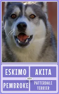 Dog Breeds Game: Ultimate Dog Breed Knowledge Test Screen Shot 20